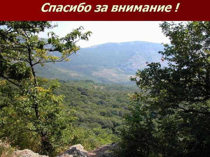 Спасибо за внимание ! 