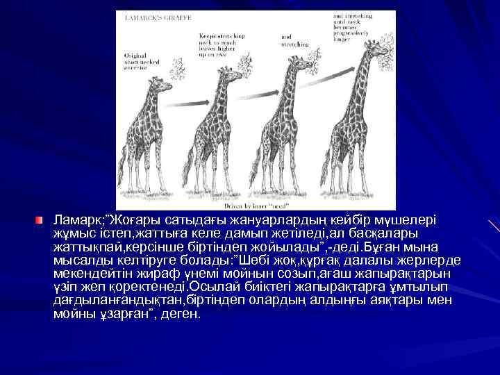 Ламарк; ”Жоғары сатыдағы жануарлардың кейбір мүшелері жұмыс істеп, жаттыға келе дамып жетіледі, ал басқалары