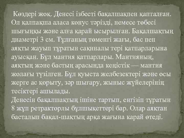  Көздері жоқ. Денесі ізбесті бақалшақпен қапталған. Ол қалпақша аласа конус тәрізді, немесе төбесі