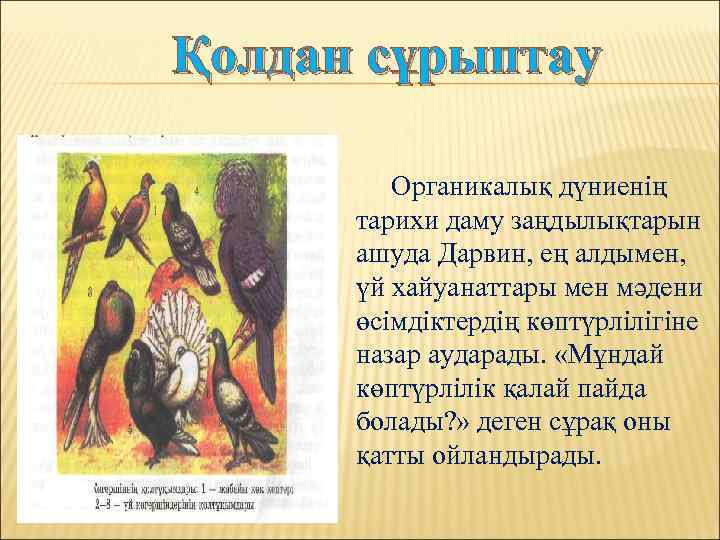 Қолдан сұрыптау Органикалық дүниенің тарихи даму заңдылықтарын ашуда Дарвин, ең алдымен, үй хайуанаттары мен