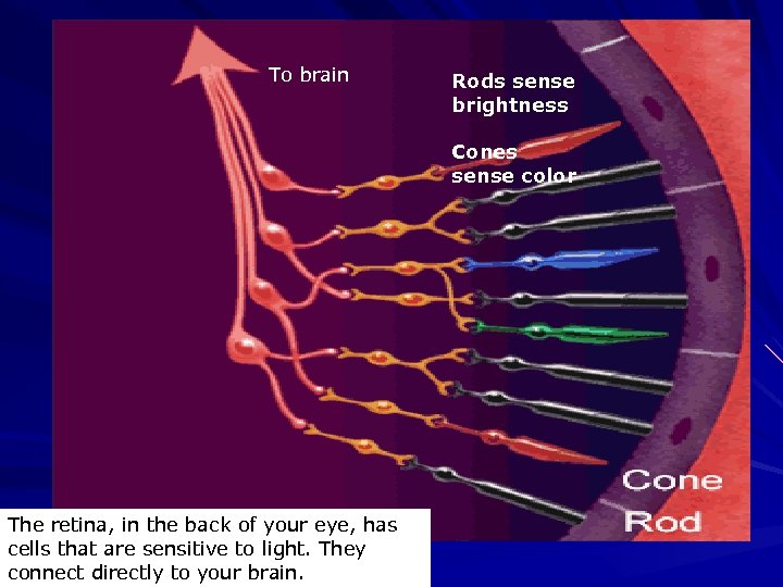 To brain The retina, in the back of your eye, has cells that are