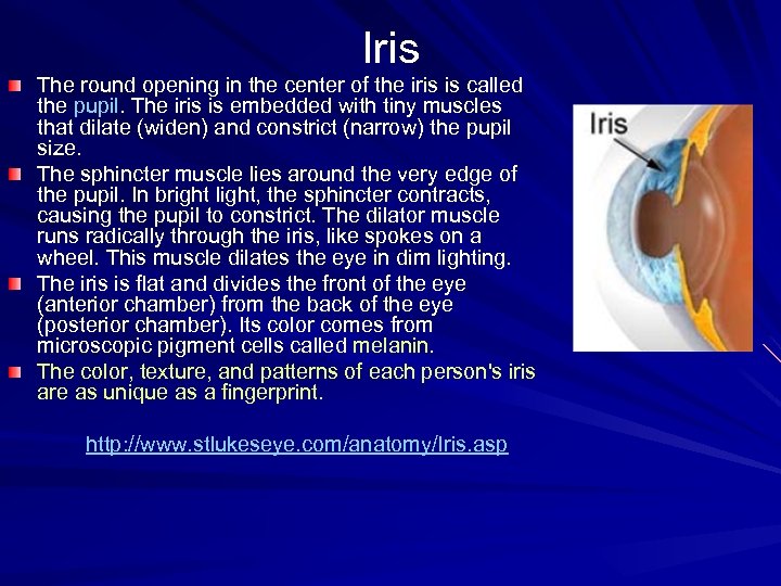 Iris The round opening in the center of the iris is called the pupil.