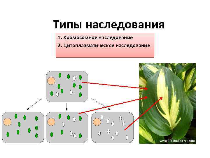 Типы наследования 1. Хромосомное наследование 2. Цитоплазматическое наследование 