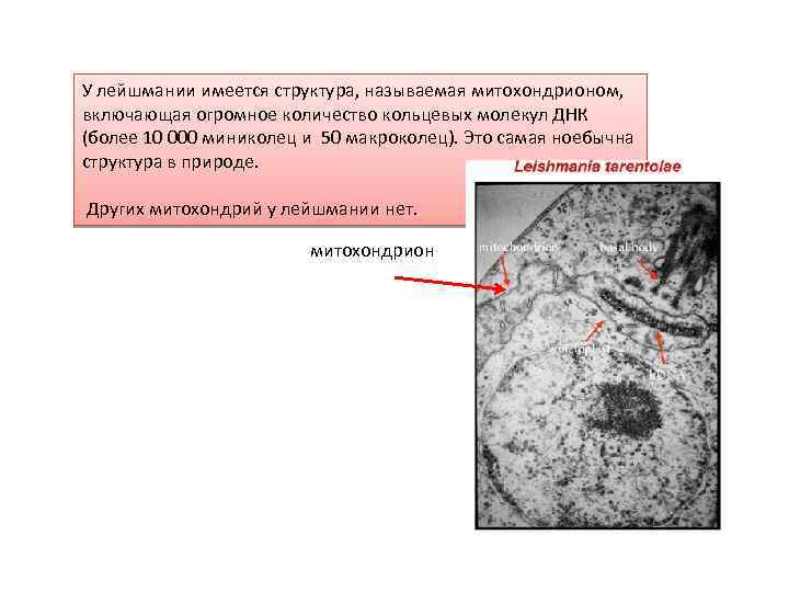У лейшмании имеется структура, называемая митохондрионом, включающая огромное количество кольцевых молекул ДНК (более 10