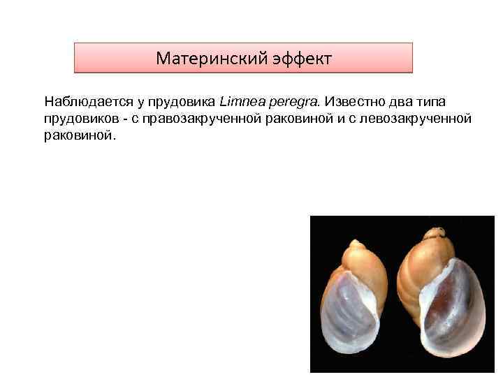 Материнский эффект Наблюдается у прудовика Limnea peregra. Известно два типа прудовиков - с правозакрученной