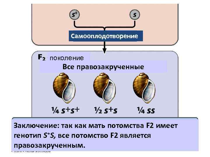 Самооплодотворение поколение Все правозакрученные Заключение: так как мать потомства F 2 имеет генотип S⁺S,