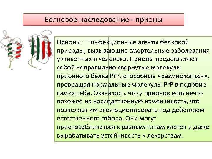 Белковое наследование - прионы Прионы — инфекционные агенты белковой природы, вызывающие смертельные заболевания у