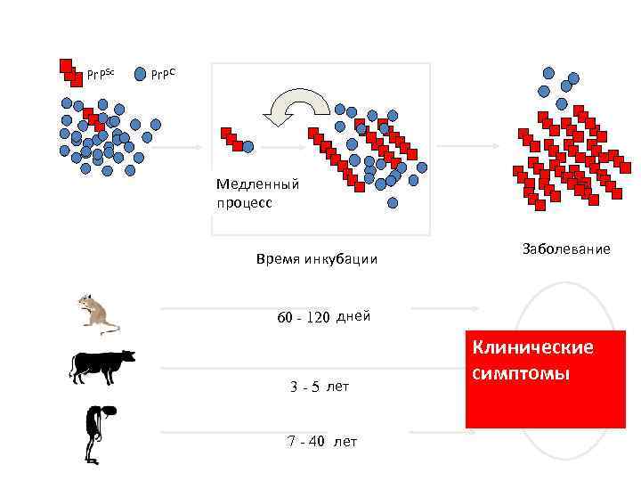 Pr. PSc Pr. PC Slow process Медленный процесс Incubation Time Время инкубации Disease Заболевание