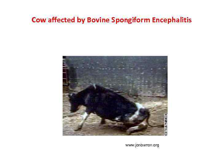 Cow affected by Bovine Spongiform Encephalitis www. jonbarron. org 