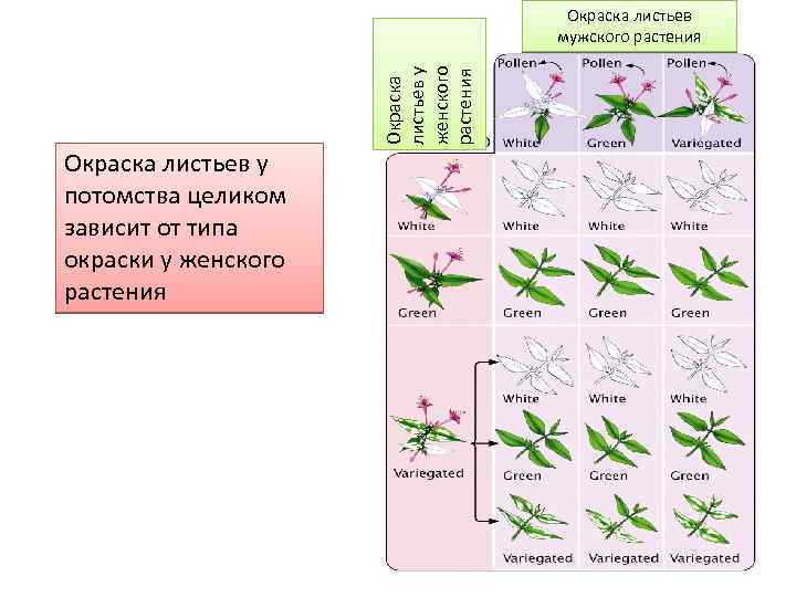 Окраска листьев у женского растения Окраска листьев мужского растения Окраска листьев у потомства целиком