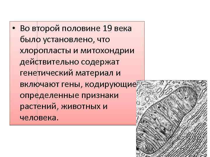  • Во второй половине 19 века было установлено, что хлоропласты и митохондрии действительно