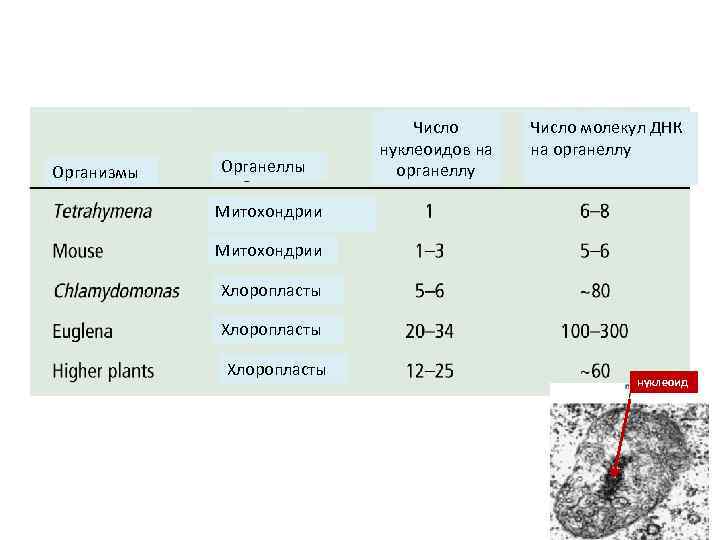 Организмы Органеллы Число нуклеоидов на органеллу Число молекул ДНК на органеллу Митохондрии Хлоропласты нуклеоид