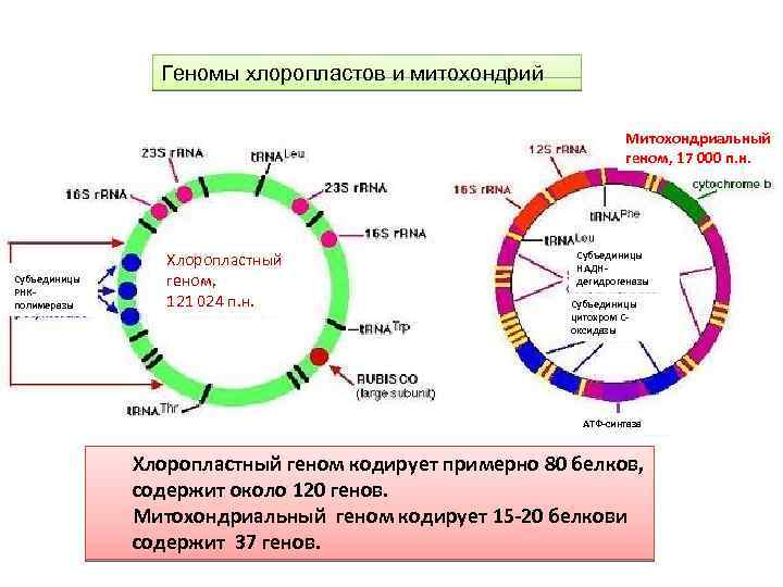 Геномы хлоропластов и митохондрий Митохондриальный геном, 17 000 п. н. Субъединицы РНКРНКполимеразы Хлоропластный геном,