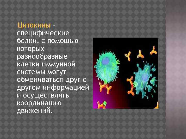 Цитокины – специфические белки, с помощью которых разнообразные клетки иммунной системы могут обмениваться друг