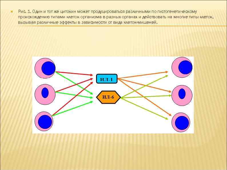 Рис. 1. Один и тот же цитокин может продуцироваться различными по гистогенетическому происхождению
