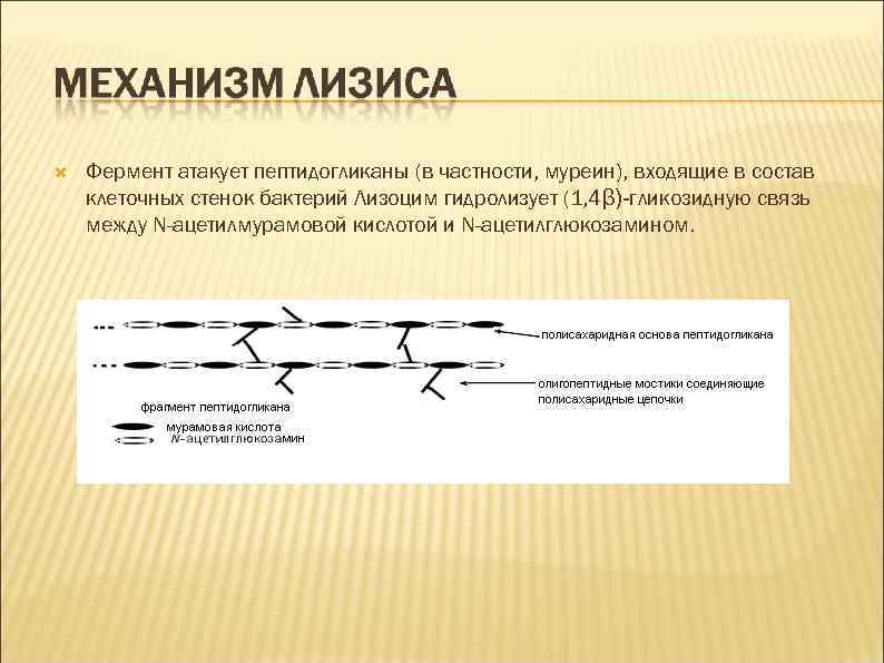  Фермент атакует пептидогликаны (в частности, муреин), входящие в состав клеточных стенок бактерий Лизоцим