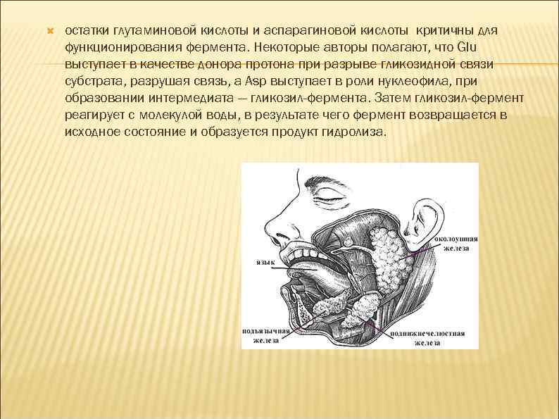  остатки глутаминовой кислоты и аспарагиновой кислоты критичны для функционирования фермента. Некоторые авторы полагают,