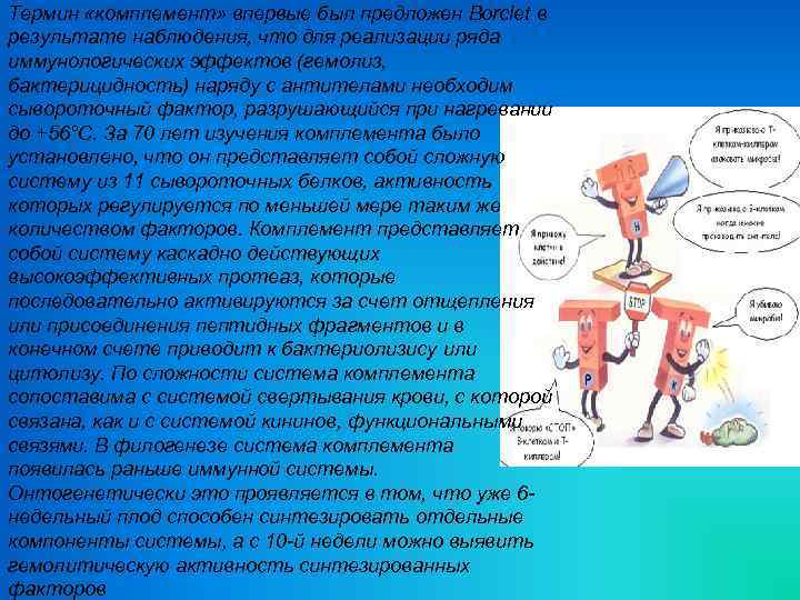 Термин «комплемент» впервые был предложен Borclet в результате наблюдения, что для реализации ряда иммунологических