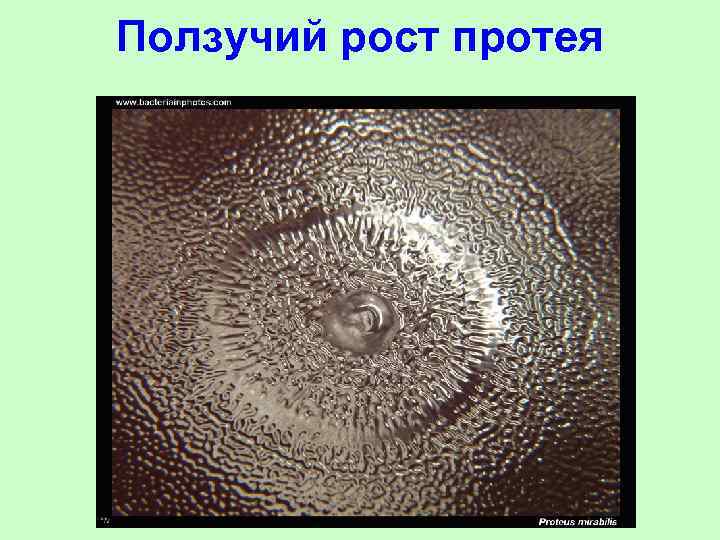 Ползучий рост протея 