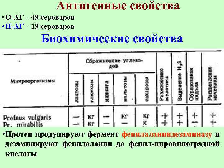 Антигенные свойства • О-АГ – 49 сероваров • Н-АГ – 19 сероваров Биохимические свойства