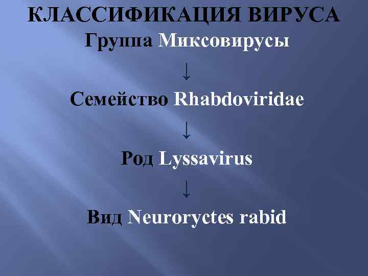 КЛАССИФИКАЦИЯ ВИРУСА Группа Миксовирусы ↓ Семейство Rhabdoviridae ↓ Род Lyssavirus ↓ Вид Neuroryctes rabid