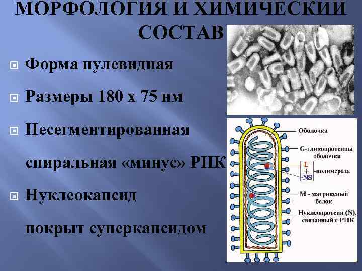 МОРФОЛОГИЯ И ХИМИЧЕСКИЙ СОСТАВ Форма пулевидная Размеры 180 х 75 нм Несегментированная спиральная «минус»