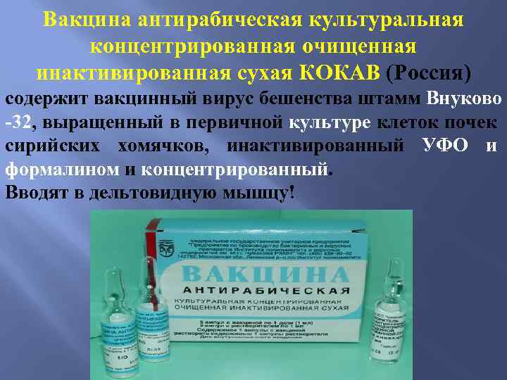 Вакцина антирабическая культуральная концентрированная очищенная инактивированная сухая КОКАВ (Россия) содержит вакцинный вирус бешенства штамм