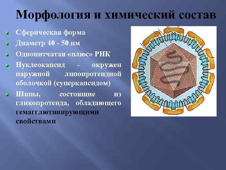 Морфология и химический состав Сферическая форма Диаметр 40 - 50 нм Однонитчатая «плюс» РНК