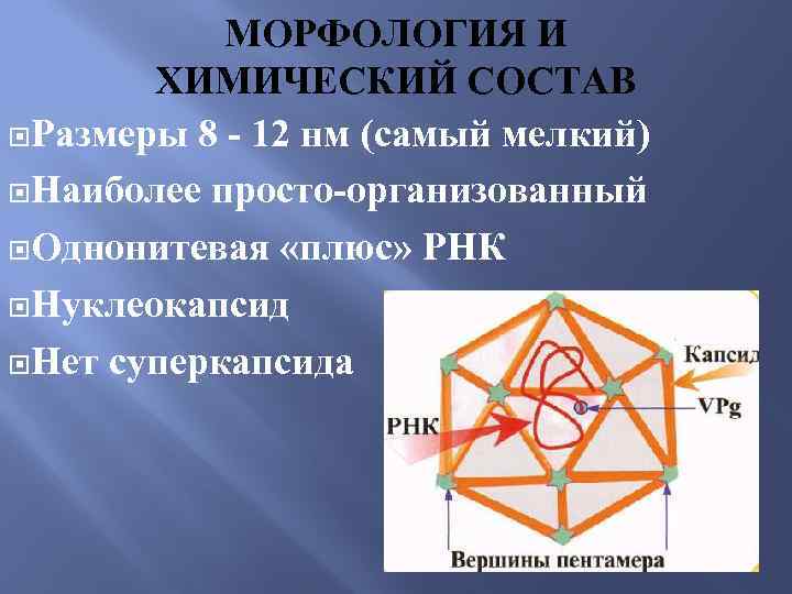 МОРФОЛОГИЯ И ХИМИЧЕСКИЙ СОСТАВ Размеры 8 - 12 нм (самый мелкий) Наиболее просто-организованный Однонитевая