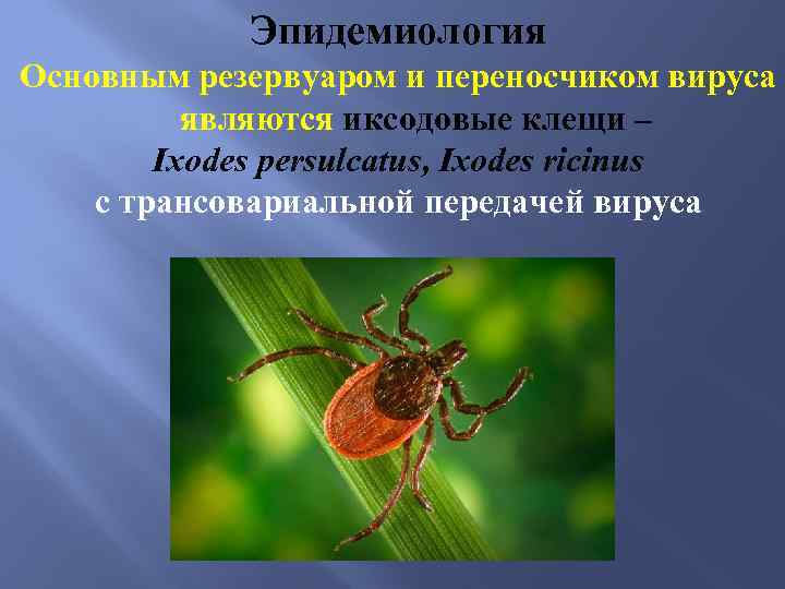 Эпидемиология Основным резервуаром и переносчиком вируса являются иксодовые клещи – Ixodes persulcatus, Ixodes ricinus