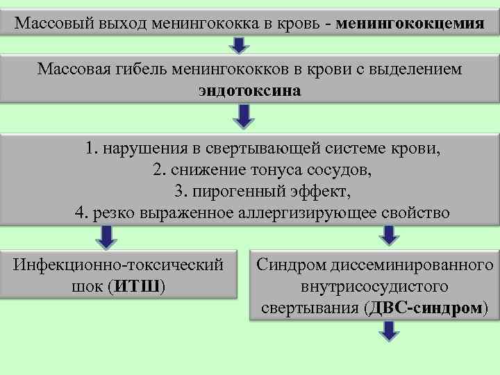 Массовый выход менингококка в кровь - менингококцемия Массовая гибель менингококков в крови с выделением