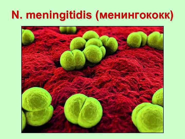 N. meningitidis (менингококк) 