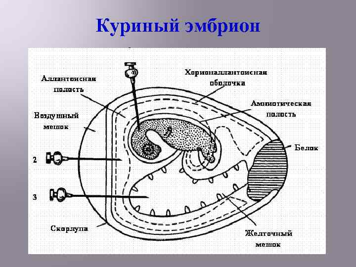 Куриный эмбрион 