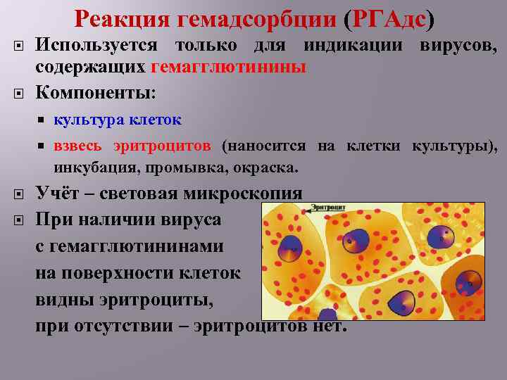 Реакция гемадсорбции (РГАдс) Используется только для индикации вирусов, содержащих гемагглютинины Компоненты: культура клеток взвесь