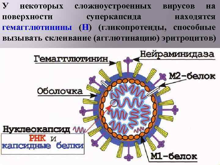 У некоторых сложноустроенных вирусов на поверхности суперкапсида находятся гемагглютинины (H) (гликопротеиды, способные вызывать склеивание