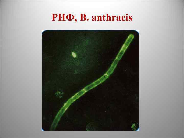 РИФ, B. anthracis 