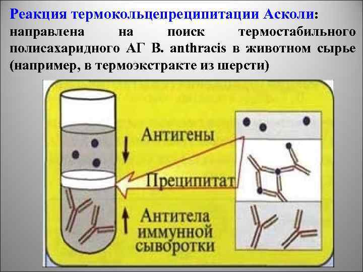 Реакция термокольцепреципитации Асколи: направлена на поиск термостабильного полисахаридного АГ B. anthracis в животном сырье