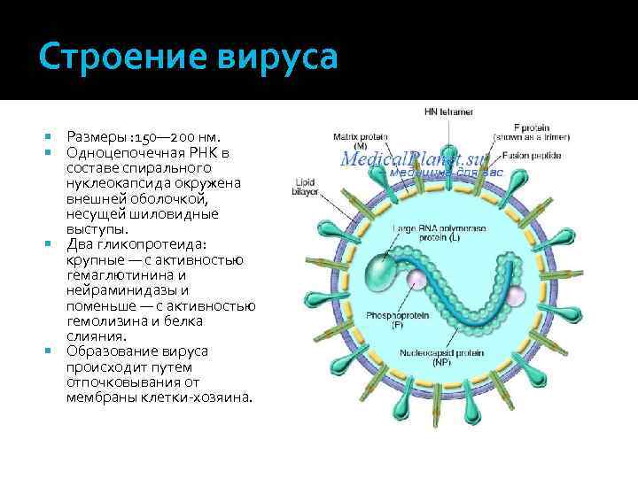 Строение вируса Размеры : 150— 200 нм. Одноцепочечная РНК в составе спирального нуклеокапсида окружена