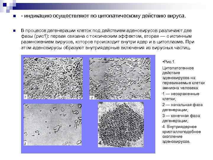 n - индикацию осуществляют по цитопатическому действию вируса. n В процессе дегенерации клеток под