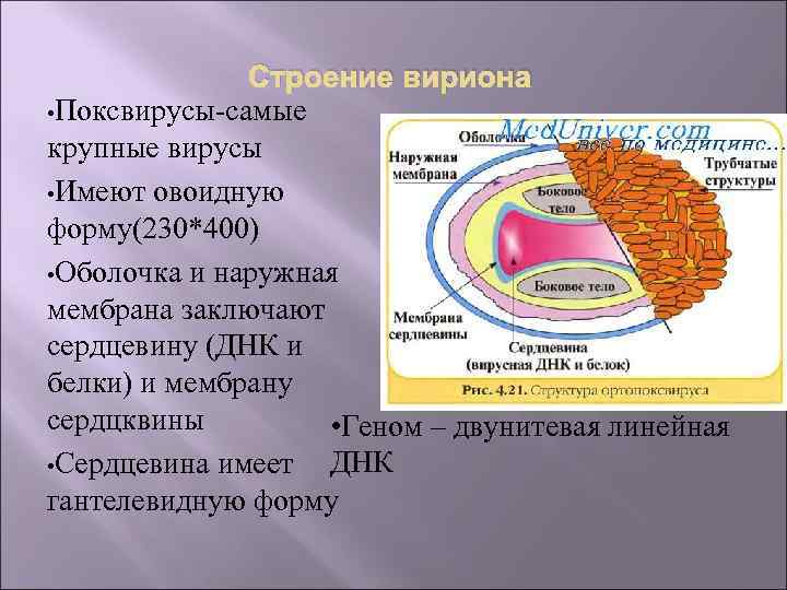 Поксвирусы микробиология презентация