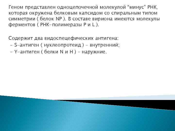 Геном представлен одноцепочечной молекулой “минус” РНК, которая окружена белковым капсидом со спиральным типом симметрии