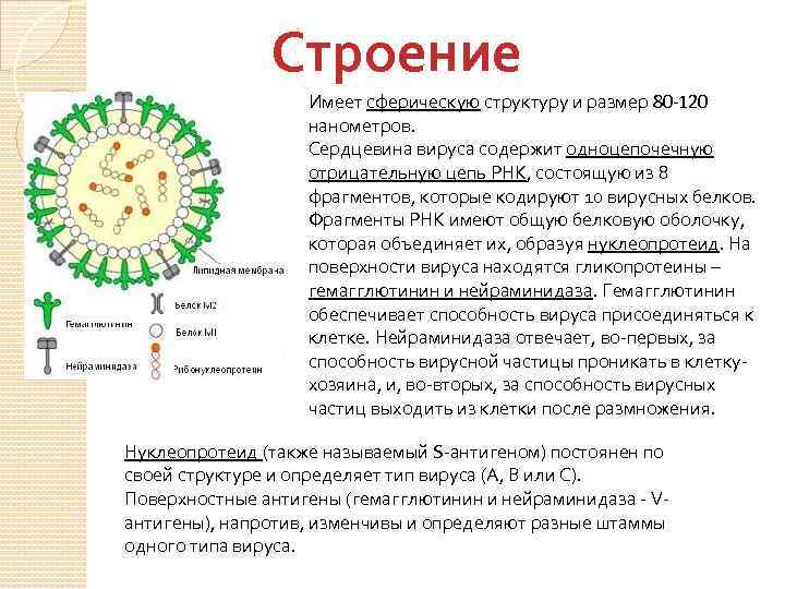 Схема строения парамиксовируса