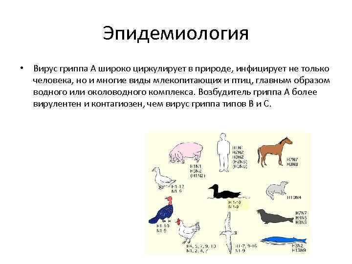 Эпидемиология • Вирус гриппа А широко циркулирует в природе, инфицирует не только человека, но