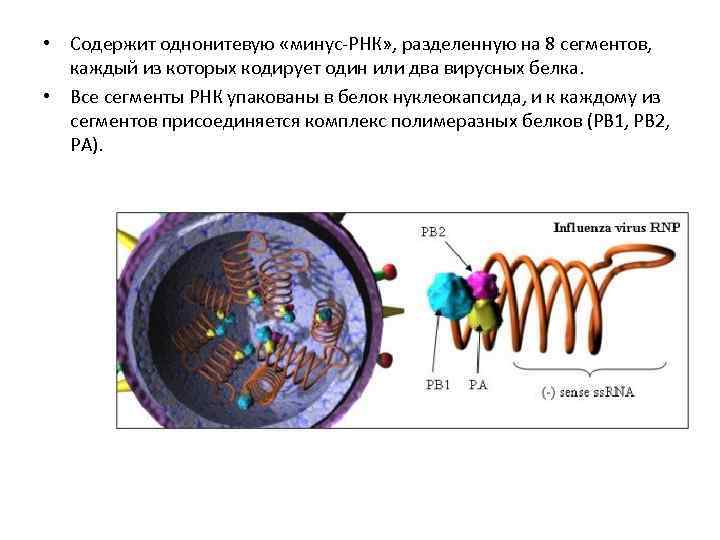 Одноцепочечная рнк. Вирусы с одноцепочечной РНК. Сегментированный геном вирусов. Сегментированная РНК. Сегментированный РНК геном.
