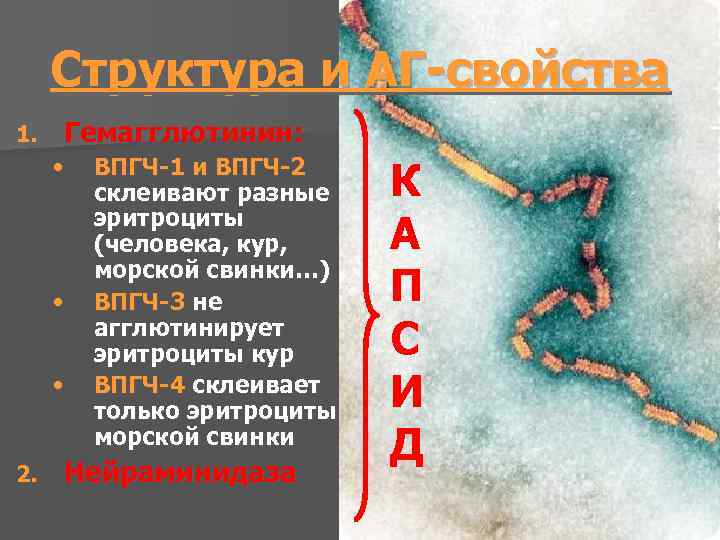 Структура и АГ-свойства 1. Гемагглютинин: • • • 2. ВПГЧ-1 и ВПГЧ-2 склеивают разные