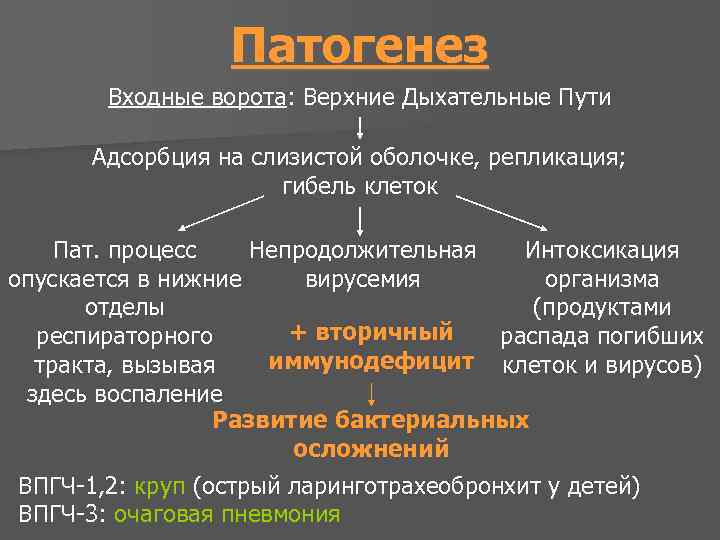 Патогенез Входные ворота: Верхние Дыхательные Пути Адсорбция на слизистой оболочке, репликация; гибель клеток Пат.