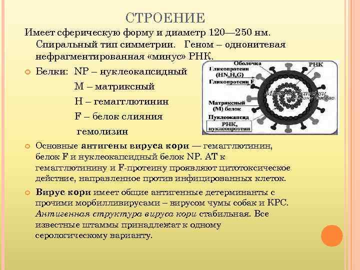 СТРОЕНИЕ Имеет сферическую форму и диаметр 120— 250 нм. Спиральный тип симметрии. Геном –