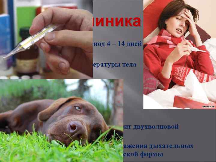 Клиника Инкубационный период 4 – 14 дней Ø Острое начало: 1. Повышение температуры тела
