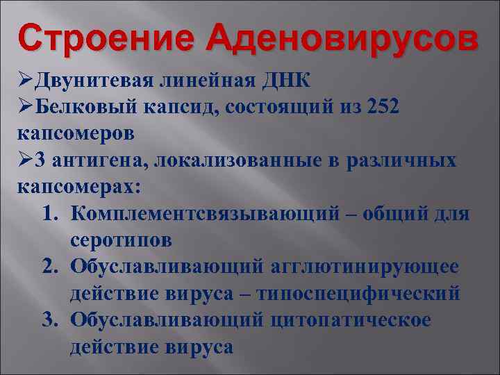 Строение Аденовирусов ØДвунитевая линейная ДНК ØБелковый капсид, состоящий из 252 капсомеров Ø 3 антигена,