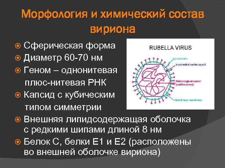 Морфология и химический состав вириона Сферическая форма Диаметр 60 -70 нм Геном – однонитевая